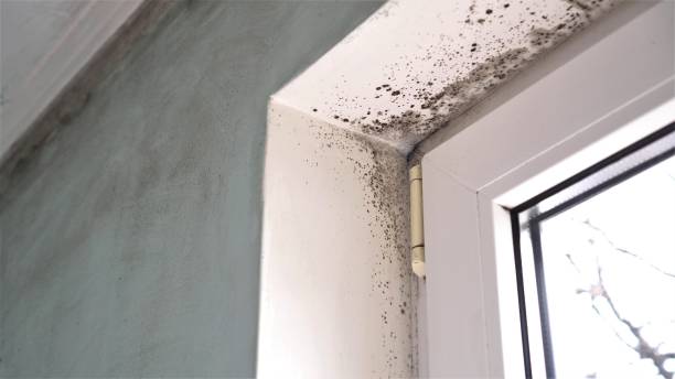 Best Attic Mold Removal  in Churchville, NY