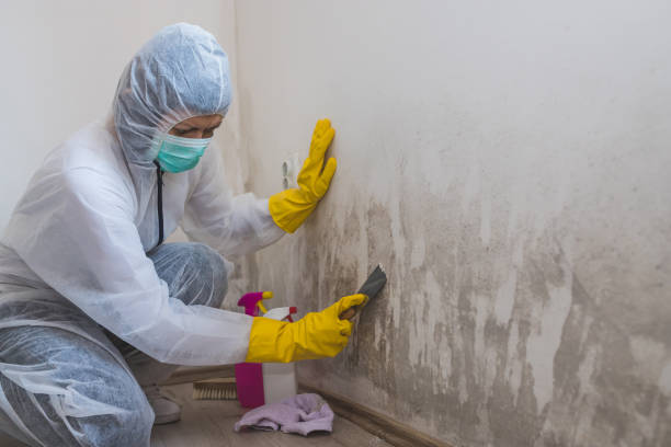 Best Affordable Mold Removal  in Churchville, NY