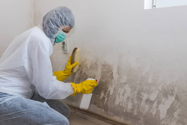 Churchville, NY Mold Removal Company