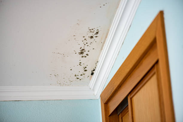 Best Toxic Mold Removal  in Churchville, NY