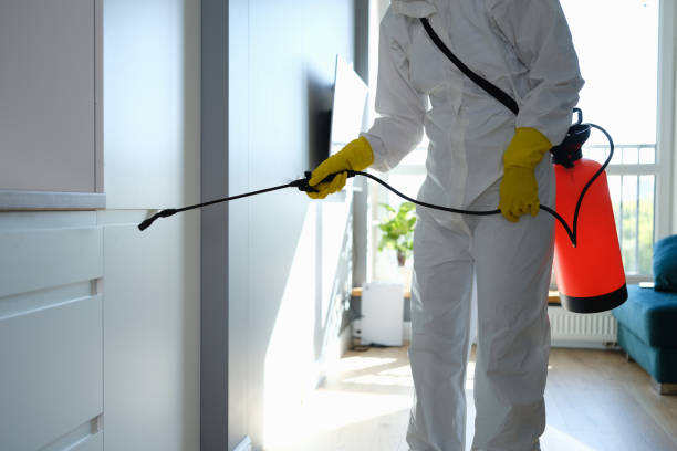 Best Office Mold Removal Services  in Churchville, NY