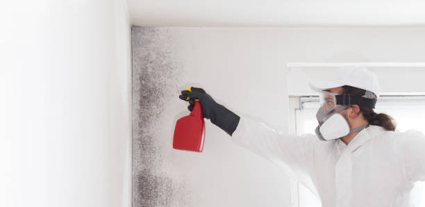 Best Mold Removal Near Me  in Churchville, NY