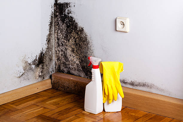 Mold Testing and Removal in Churchville, NY