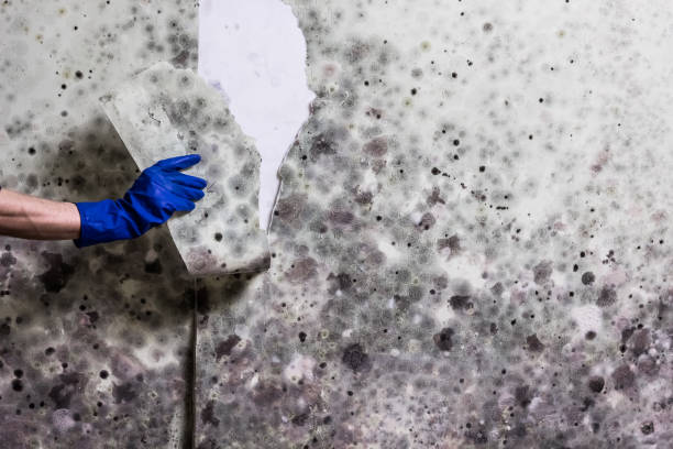 Best Local Mold Removal Service  in Churchville, NY